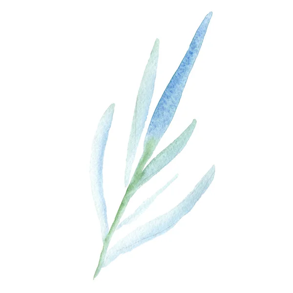 Feuilles vertes. Fleur botanique florale. Ensemble d'illustration de fond aquarelle. Elément d'illustration de feuille isolé . — Photo