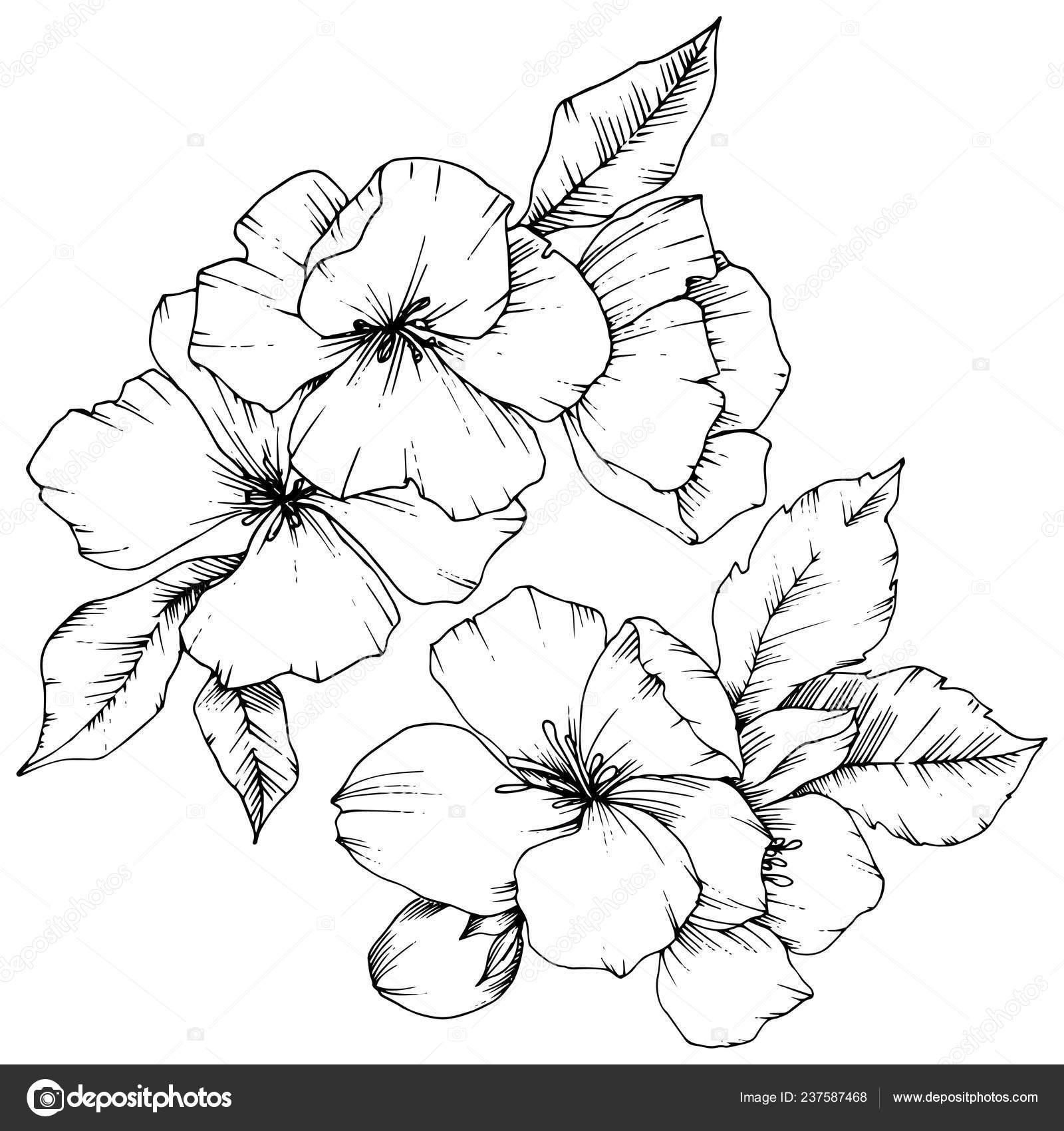 Black Botanical Flowers Illustration Illustration Of Many Recent Choices