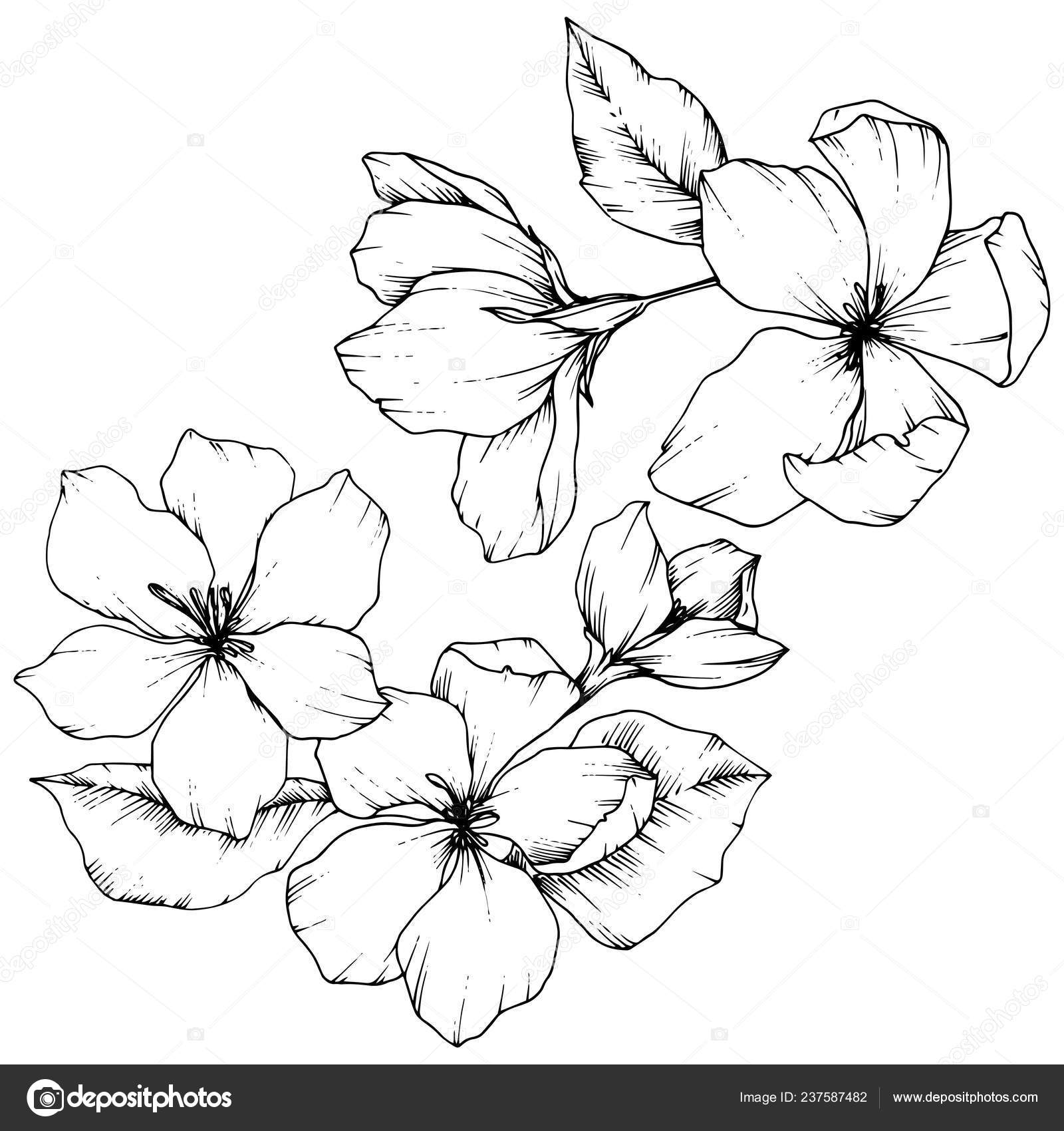 Vector Apple Blossom Floral Botanical Flower Black And White Engraved Ink Art Isolated Flowers Illustration Element Stock Vector Image By C Mystocks Vector Apple Blossom Floral Botanical Flower Black And White Engraved Ink Art Isolated Flowers Illustration Element Stock Vector Image By C Mystocks