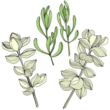 Vektör sulu botanik çiçek. Oyulmuş mürekkep sanat. İzole succulents illüstrasyon öğesi.