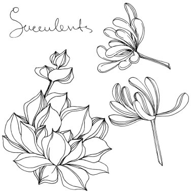 Vektör sulu botanik çiçek. Siyah ve beyaz mürekkep sanat kazınmış. İzole succulents illüstrasyon öğesi.