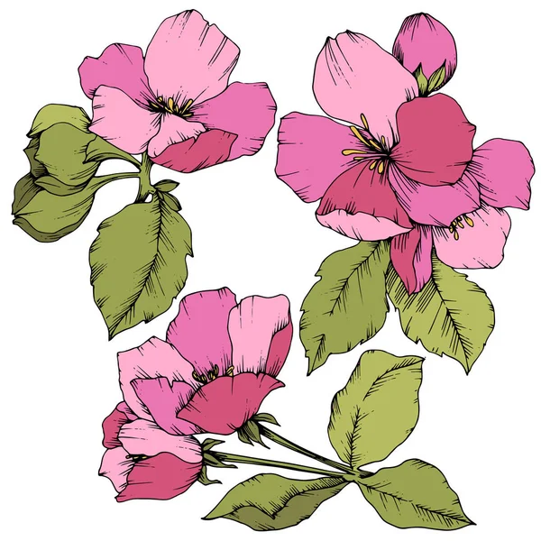 Vector Apple blossom floral botanische bloem. Roze en groen gegraveerd inkt kunst. Geïsoleerde bloemen afbeelding element. — Stockvector