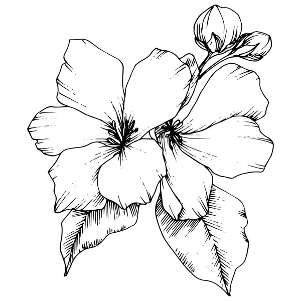 Vektor Apple blossom blommig botaniska blomma. Svart och vit graverade bläck konst. Isolerade blommor illustration element. — Stock vektor