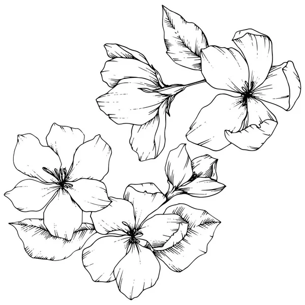 Vektorapfelblüte florale botanische Blume. Schwarz-weiß gestochene Tuschekunst. isolierte Blumen Illustrationselement. — Stockvektor