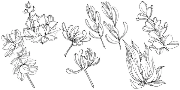 ベクトル多肉花植物花。黒と白には、アートが刻まれています。孤立した多肉植物の図要素. — ストックベクタ