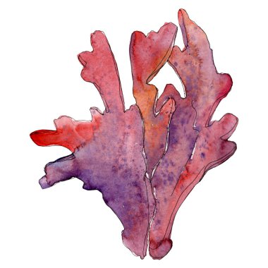 Kırmızı su sualtı doğa mercan kayalığı. Suluboya arka plan illüstrasyon küme. Mercan illüstrasyon izole öğesi.