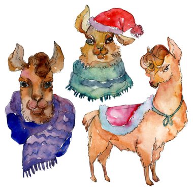 Çizgi film karakteri lama hayvan suluboya tarzında. Suluboya arka plan illüstrasyon küme. İzole Lama öğesi.