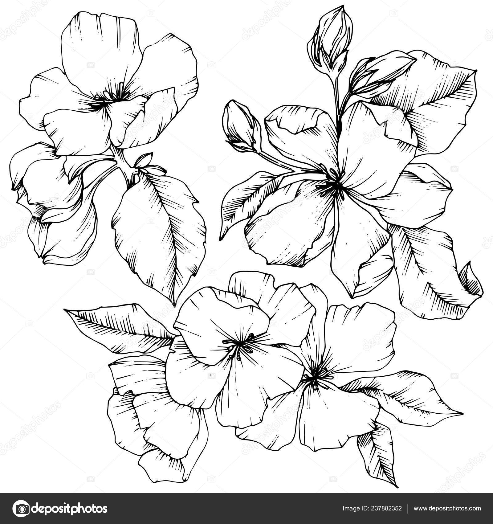 Vector Apple Blossom Floral Botanical Flower Black And White Engraved Ink Art Isolated Flowers Illustration Element Stock Vector Image By C Mystocks Vector Apple Blossom Floral Botanical Flower Black And White Engraved Ink Art Isolated Flowers Illustration Element Stock Vector Image By C Mystocks