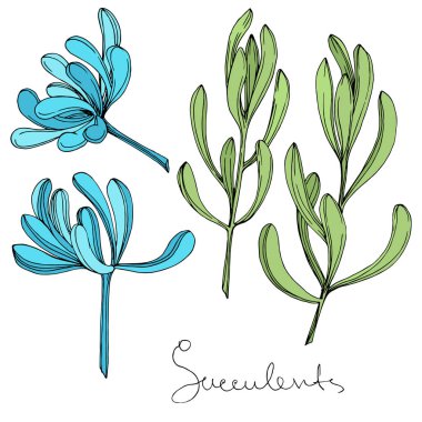 Vektör sulu botanik çiçek. Oyulmuş mürekkep sanat. İzole succulents illüstrasyon öğesi.
