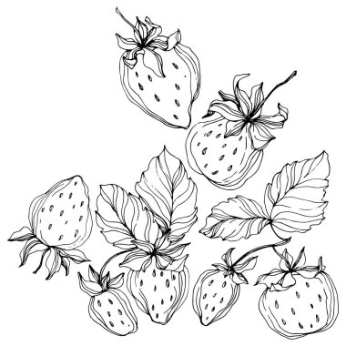 Çilek meyve vektör. Siyah ve beyaz mürekkep sanat kazınmış. Çilek illüstrasyon izole öğesi.