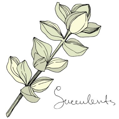Vektör sulu botanik çiçek. Oyulmuş mürekkep sanat. İzole succulents illüstrasyon öğesi.