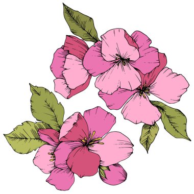 Elma çiçeği botanik çiçek vektör. Pembe ve yeşil mürekkep sanat kazınmış. İzole çiçek çizim öğesi.