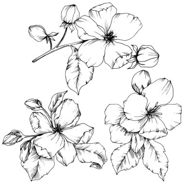Elma çiçeği botanik çiçek vektör. Siyah ve beyaz mürekkep sanat kazınmış. İzole çiçek çizim öğesi.
