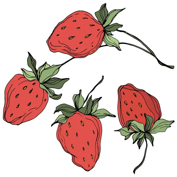 वेक्टर स्ट्रॉबेरी फल। हरी पत्ती। लाल और हरा उत्कीर्ण स्याही कला। अलग स्ट्रॉबेरी इलस्ट्रेशन तत्व . — स्टॉक वेक्टर