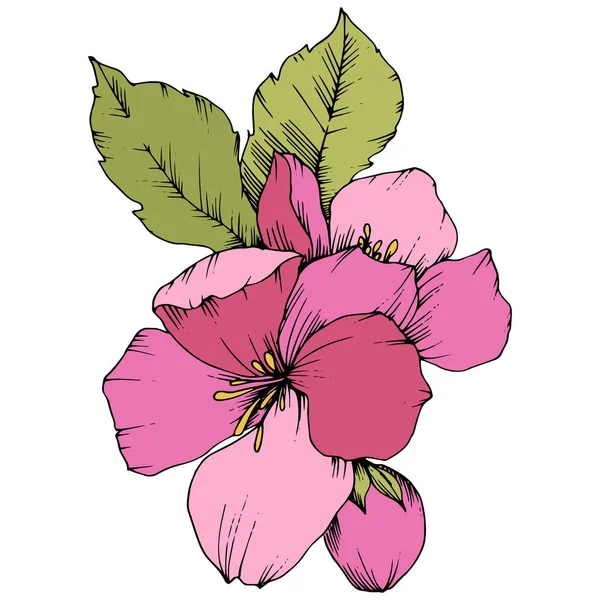 Διάνυσμα Apple blossom floral βοτανικό λουλούδι. Ροζ και πράσινο χαραγμένο μελάνι τέχνης. Απομονωμένη λουλούδια εικονογράφηση στοιχείο. — Διανυσματικό Αρχείο
