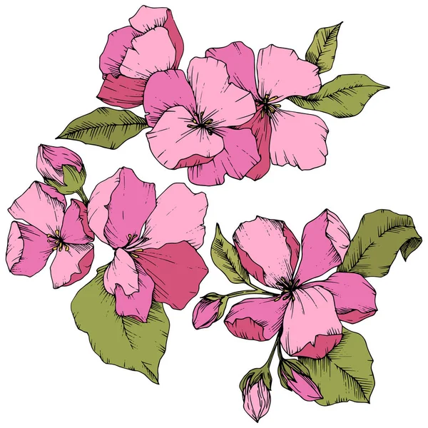 Vector flor de manzana flor botánica floral. Arte de tinta grabada rosa y verde. Elemento ilustrativo de flores aisladas . — Vector de stock