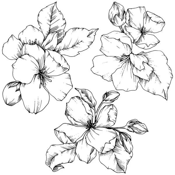 りんごの花の花植物花をベクトルします。黒と白には、アートが刻まれています。孤立した花の図要素. — ストックベクタ