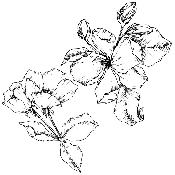 Vetor flor de maçã flor botânica floral. Tinta gravada a preto e branco. Isolado flores ilustração elemento . — Vetor de Stock