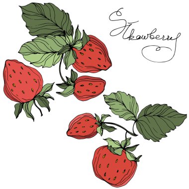 Çilek meyve vektör. Yeşil yaprak. Kırmızı ve yeşil mürekkep sanat kazınmış. Çilek illüstrasyon izole öğesi.