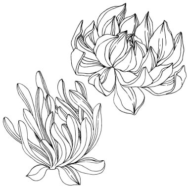 Vektör sulu botanik çiçek. Siyah ve beyaz mürekkep sanat kazınmış. İzole succulents illüstrasyon öğesi.