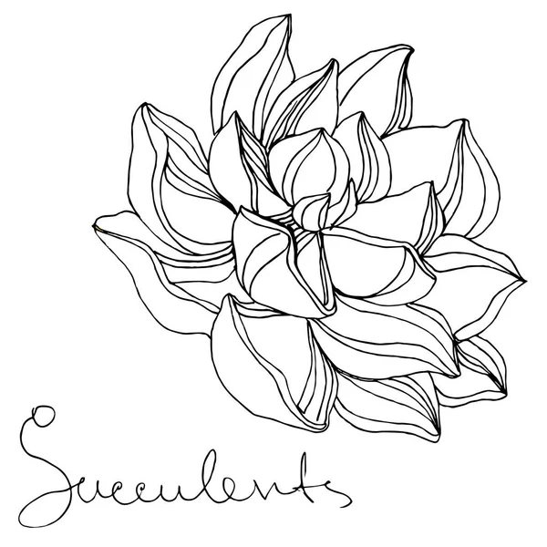 Vector Suculenta flor botánica floral. Tinta grabada en blanco y negro. Elemento ilustrativo de suculentas aisladas . — Vector de stock