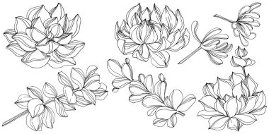 Vektör sulu botanik çiçek. Siyah ve beyaz mürekkep sanat kazınmış. İzole succulents illüstrasyon öğesi.