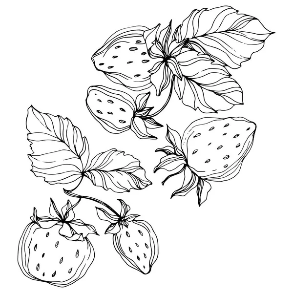 Frutta alla fragola vettoriale. Inchiostro inciso in bianco e nero art. Isolato elemento illustrazione fragola . — Vettoriale Stock