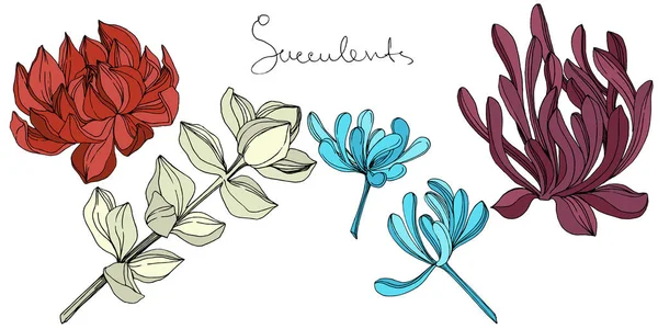 Vector Suculenta flor botánica floral. Arte de tinta grabada. Elemento ilustrativo de suculentas aisladas . — Vector de stock