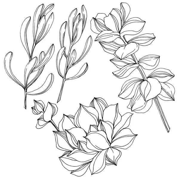 Vector succulente floral botanische bloem. Zwart-wit gegraveerd inkt kunst. Geïsoleerde vetplanten afbeelding element. — Stockvector