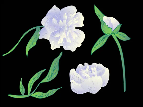 Vector peonía blanca flor botánica floral. Tinta grabada en blanco y negro. Elemento ilustrativo peonías aisladas . — Vector de stock