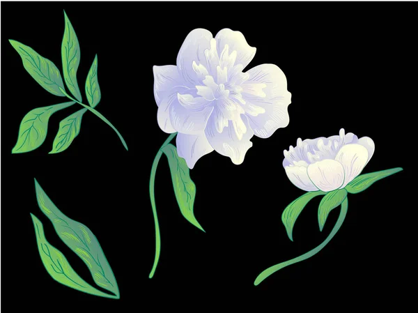 Vector peonía blanca flor botánica floral. Tinta grabada en blanco y negro. Elemento ilustrativo peonías aisladas . — Vector de stock