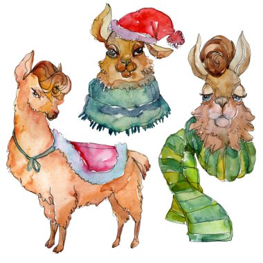 Çizgi film karakteri lama hayvan suluboya tarzında. Suluboya arka plan illüstrasyon küme. İzole Lama öğesi.