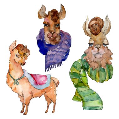 Çizgi film karakteri lama hayvan suluboya tarzında. Suluboya arka plan illüstrasyon küme. İzole Lama öğesi.
