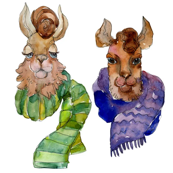 Çizgi film karakteri lama hayvan suluboya tarzında. Suluboya arka plan illüstrasyon küme. İzole Lama öğesi.