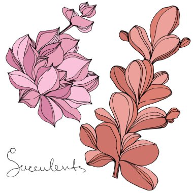Vektör sulu botanik çiçek. Oyulmuş mürekkep sanat. İzole succulents illüstrasyon öğesi.