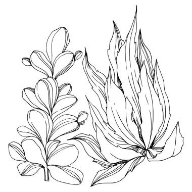 Vektör sulu botanik çiçek. Siyah ve beyaz mürekkep sanat kazınmış. İzole succulents illüstrasyon öğesi.