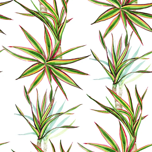 Dracaena marginata tricolor. Aquarell Hintergrundillustration Set. nahtloses Hintergrundmuster. — Stockfoto