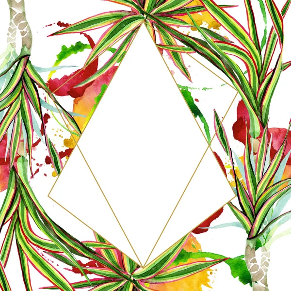 Dracaena marginata tricolor. Conjunto de ilustração de fundo aquarela. Quadro borda ornamento quadrado . — Fotografia de Stock