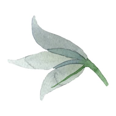 Beyaz nergis zambağı botanik çiçek. Suluboya arka plan ayarlamak. İzole nergis zambağı illüstrasyon öğesi.