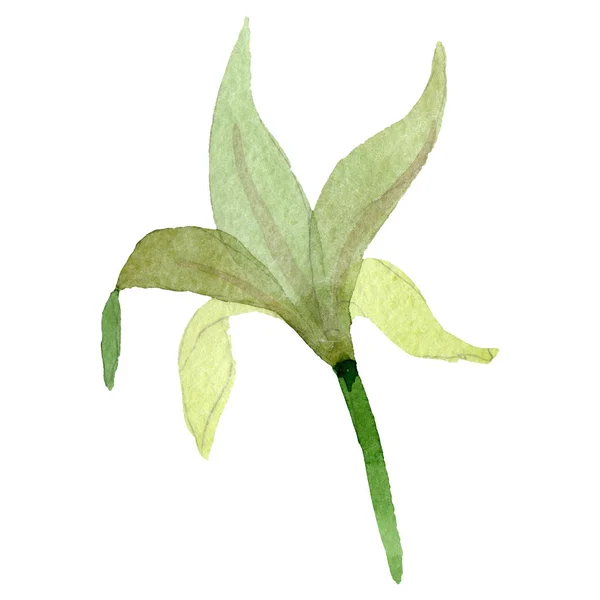 Amaryllis branco flor botânica floral. Conjunto de fundo aquarela. Elemento de ilustração amaryllis isolado . — Fotografia de Stock