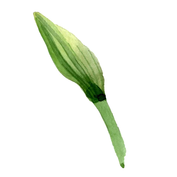 Amaryllis flor botânica floral. Conjunto de ilustração de fundo aquarela. Elemento de ilustração amaryllis isolado . — Fotografia de Stock