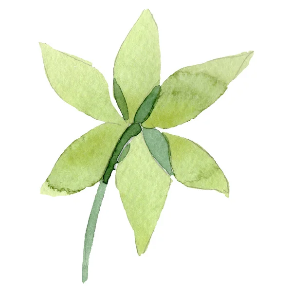 白いアマリリスの花植物花。水彩画背景セット。孤立したアマリリスの図要素. — ストック写真