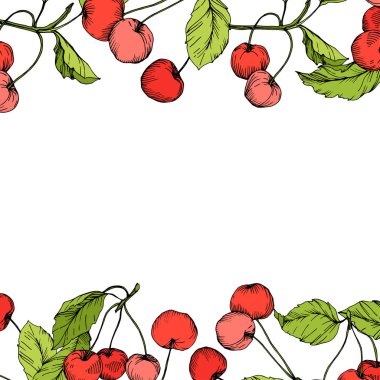 Beyaz arka plan üzerinde kiraz meyve vektör. Yeşil yaprak. Kırmızı ve yeşil mürekkep sanat kazınmış. Çerçeve kenarlığı süsleme Meydanı.