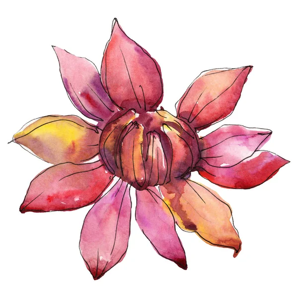 Botanische Blume roter Aster. Aquarell Hintergrundillustration Set. Isoliertes Aster-Illustrationselement. — Stockfoto