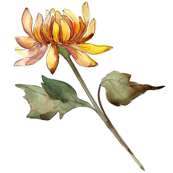 Oranje aster floral botanische bloem. Aquarel achtergrond afbeelding instellen. Geïsoleerde aster afbeelding element. — Stockfoto