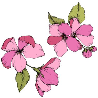 Elma çiçeği botanik çiçek vektör. Pembe ve yeşil mürekkep sanat kazınmış. İzole çiçek çizim öğesi.