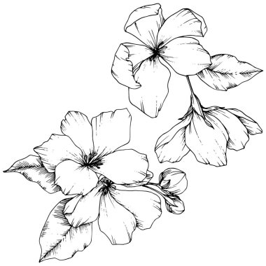 Elma çiçeği botanik çiçek vektör. Siyah ve beyaz mürekkep sanat kazınmış. İzole çiçek çizim öğesi.