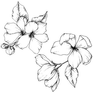 Elma çiçeği botanik çiçek vektör. Siyah ve beyaz mürekkep sanat kazınmış. İzole çiçek çizim öğesi.