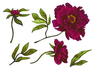 Vektör Bordo şakayık botanik çiçek. Oyulmuş mürekkep sanat. İzole peonies illüstrasyon öğesi.