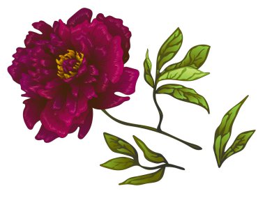 Vektör Bordo şakayık botanik çiçek. Oyulmuş mürekkep sanat. İzole peonies illüstrasyon öğesi.